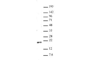 Histone H3 dimethyl Lys79 antibody (pAb) tested by Western blot. (Histone 3 anticorps  (2meLys79))