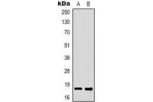Western blot analysis of FAT10 expression in K562 (A), HEK293T (B) whole cell lysates. (UBD anticorps)
