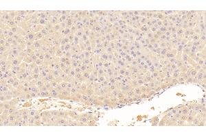 Detection of AFP in Mouse Liver Tissue using Polyclonal Antibody to Alpha-Fetoprotein (AFP) (alpha Fetoprotein anticorps  (AA 399-605))