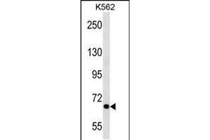 Western blot analysis in K562 cell line lysates (35ug/lane). (Calcium Responsive Transcription Factor (CARF) (AA 132-158), (N-Term) anticorps)