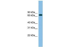 GBP2 antibody used at 1 ug/ml to detect target protein.