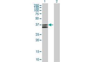 Western Blot analysis of PDHB expression in transfected 293T cell line by PDHB MaxPab polyclonal antibody. (PDHB anticorps  (AA 1-359))