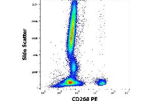 Flow cytometry surface staining pattern of human peripheral whole blood stained using anti-human CD268 (11C1) PE antibody (10 μL reagent / 100 μL of peripheral whole blood).