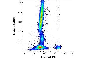Flow cytometry surface staining pattern of human peripheral whole blood stained using anti-human CD268 (11C1) PE antibody (10 μL reagent / 100 μL of peripheral whole blood). (TNFRSF13C anticorps  (PE))