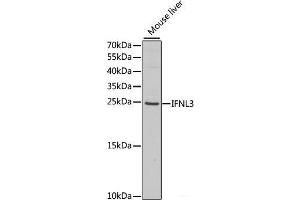 Western blot analysis of extracts of Mouse liver using IFNL3 Polyclonal Antibody at dilution of 1:1000. (IL28B anticorps)
