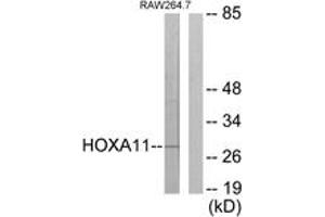 Western blot analysis of extracts from RAW264. (HOXA11/D11 anticorps  (AA 216-265))