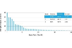 Protein Array (PAr) image for anti-Urocortin 3 (UCN3) antibody (ABIN7456146)