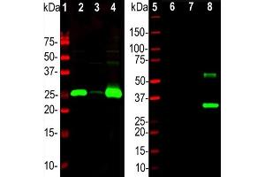 Western blot analysis of different tissue lysatesand recombinant protein solutions using chicken pAb to calbindin, ABIN8126692, dilution 1:5000 in green: [1] protein standard (red) [2] rat cerebellum [3] pig hippocampus [4] cow cerebellum [5] protein standard (red).