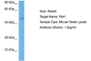 Host: Rabbit Target Name: PDK1 Sample Tissue: Mouse Testis Antibody Dilution: 1ug/ml