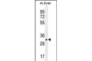 JAZF1 Antibody (N-term) (ABIN655639 and ABIN2845117) western blot analysis in mouse liver tissue lysates (35 μg/lane). (JAZF1 anticorps  (N-Term))