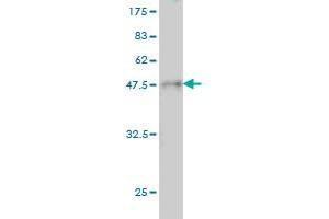 Western Blot detection against Immunogen (36.
