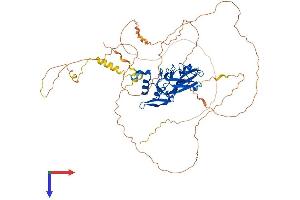 AlphaFold protein structure predicition of Human Recombinant TBX15 Protein, UniprotID Q96SF7