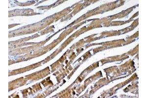 IHC testing of FFPE mouse heart tissue with VEGFB antibody at 1ug/ml. (VEGFB (VEGF2) anticorps)