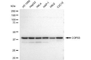 Western blotting analysis using COPS3 antibody (ABIN7798151). (Recombinant COPS3 anticorps)