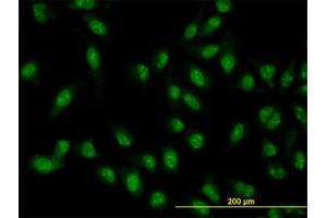 Image no. 3 for anti-XPA Binding Protein 2 (XAB2) (AA 1-856) antibody (ABIN599281) (XAB2 anticorps  (AA 1-856))
