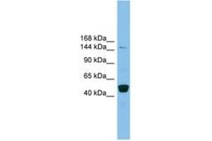 PRDM10 抗体  (AA 1079-1128)