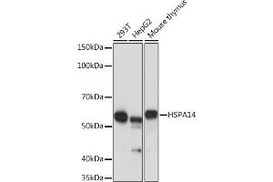 HSPA14 anticorps