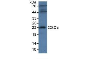 MFAP2 anticorps  (AA 32-178)