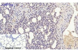Immunohistochemical analysis of paraffin-embedded rat lung tissue. (HMGB1 anticorps  (N-Term))