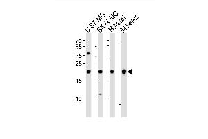 Western blot analysis of lysates from U-87 MG, SK-N-MC cell line, human heart and mouse heart tissue(from left to right), using HES5 Antibody (Center) (ABIN6243697 and ABIN6577744).