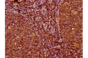 IHC image of ABIN7156094 diluted at 1:200 and staining in paraffin-embedded human tonsil tissue performed on a Leica BondTM system. (IGKC anticorps  (AA 1-107))