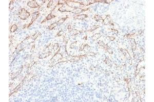 IHC testing of FFPE human spleen with recombinant TNFSF15 antibody (clone VEGI/2052R).
