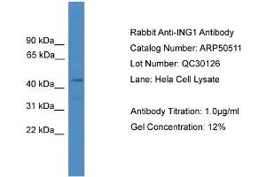 WB Suggested Anti-ING1  Antibody Titration: 0.