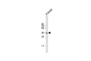 Anti-WBP2NL Antibody (N-term) at 1:1000 dilution + human testis lysate Lysates/proteins at 20 μg per lane. (WBP2NL anticorps  (N-Term))