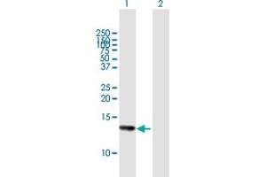 Western Blot analysis of HCP5 expression in transfected 293T cell line by HCP5 MaxPab polyclonal antibody. (HCP5 anticorps  (AA 1-132))