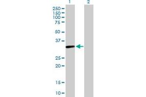 Western Blot analysis of S1PR4 expression in transfected 293T cell line by S1PR4 MaxPab polyclonal antibody. (S1PR4 anticorps  (AA 1-384))