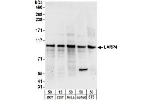 Western Blotting (WB) image for anti-La Ribonucleoprotein Domain Family, Member 4 (LARP4) (AA 674-724) antibody (ABIN7449761)