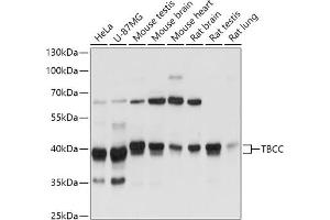 Western blot analysis of extracts of various cell lines, using TBCC antibody (ABIN7271029) at 1:3000 dilution. (TBCC anticorps  (AA 1-346))