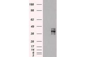 Image no. 2 for anti-POU Class 5 Homeobox 1 (POU5F1) antibody (ABIN1500354) (OCT4 anticorps)