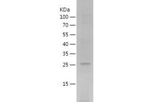 Western Blotting (WB) image for Peroxiredoxin 6 (PRDX6) (AA 2-224) protein (His tag) (ABIN7124368)