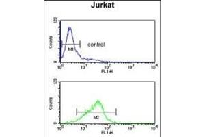 RBM14 Antibody (Center) (ABIN650783 and ABIN2839556) flow cytometric analysis of Jurkat cells (bottom histogram) compared to a negative control cell (top histogram).