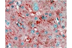 Image no. 1 for anti-Apolipoprotein E (APOE) (C-Term) antibody (ABIN374539) (APOE anticorps  (C-Term))