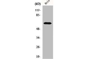 Western Blot analysis of HeLa cells using KOX11 Polyclonal Antibody (ZNF18 anticorps  (Internal Region))