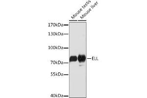 Western blot analysis of extracts of various cell lines, using ELL Rabbit pAb (ABIN7266923) at 1:1000 dilution. (ELL anticorps  (AA 350-450))