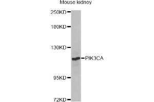 Western blot analysis of extracts of mouse kidney, using PIK3CA Antibody. (PIK3CA anticorps)
