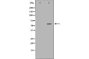 Western blot analysis of THP1  using NCF2 antibody. (NCF2 anticorps  (N-Term))