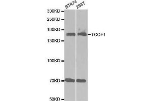 Western blot analysis of extracts of various cell lines, using TCOF1 antibody. (TCOF1 anticorps  (AA 659-958))