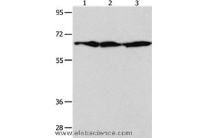 Western blot analysis of NIH/3T3 , Hela and 293T cell, using AIFM1 Polyclonal Antibody at dilution of 1:600 (AIF anticorps)