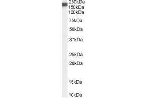Image no. 1 for anti-Nitric Oxide Synthase 1, Neuronal (NOS1) (C-Term) antibody (ABIN374142) (NOS1 anticorps  (C-Term))