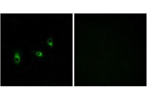 Immunofluorescence analysis of MCF-7 cells, using OR10G2 antibody. (OR10G2 anticorps  (C-Term))