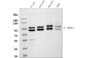 anti-Optic Atrophy 1 (Autosomal Dominant) (OPA1) (AA 919-955), (C-Term) antibody