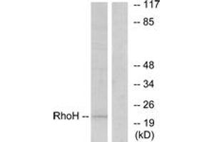 Western blot analysis of extracts from HT-29 cells, using RhoH Antibody. (RHOH anticorps  (AA 141-190))
