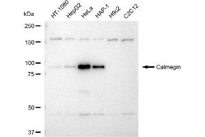 Western blotting analysis using Calmegin antibody (ABIN7797841). (Recombinant Calmegin anticorps)
