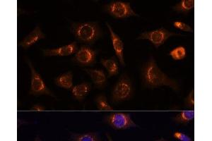 Immunofluorescence analysis of L929 cells using NUCB1 Polyclonal Antibody at dilution of 1:100 (40x lens). (Nucleobindin 1 anticorps)