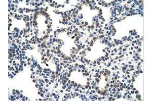 Image no. 1 for anti-REST Corepressor 1 (RCOR1) (N-Term) antibody (ABIN203296)