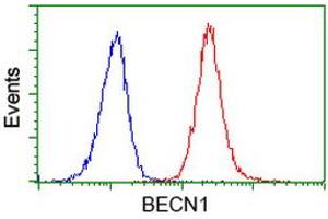 Image no. 3 for anti-Beclin 1, Autophagy Related (BECN1) antibody (ABIN1496869) (Beclin 1 anticorps)